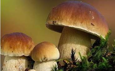舌尖上的云南野生菌，燃燒著每個(gè)吃貨的味蕾