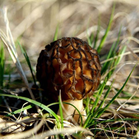 村里一種野生菌，現(xiàn)在逐步減少，一斤600多元價(jià)值很珍貴
