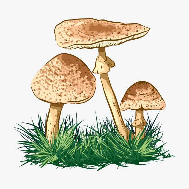 預(yù)警：野生菌中毒怎么防？怎么控？怎么辦？